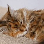 Pet stains on carpet