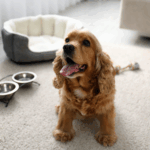 Pet stains on carpet