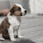 Pet stains on carpet